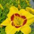 Daglilje-Kæmpe blomster