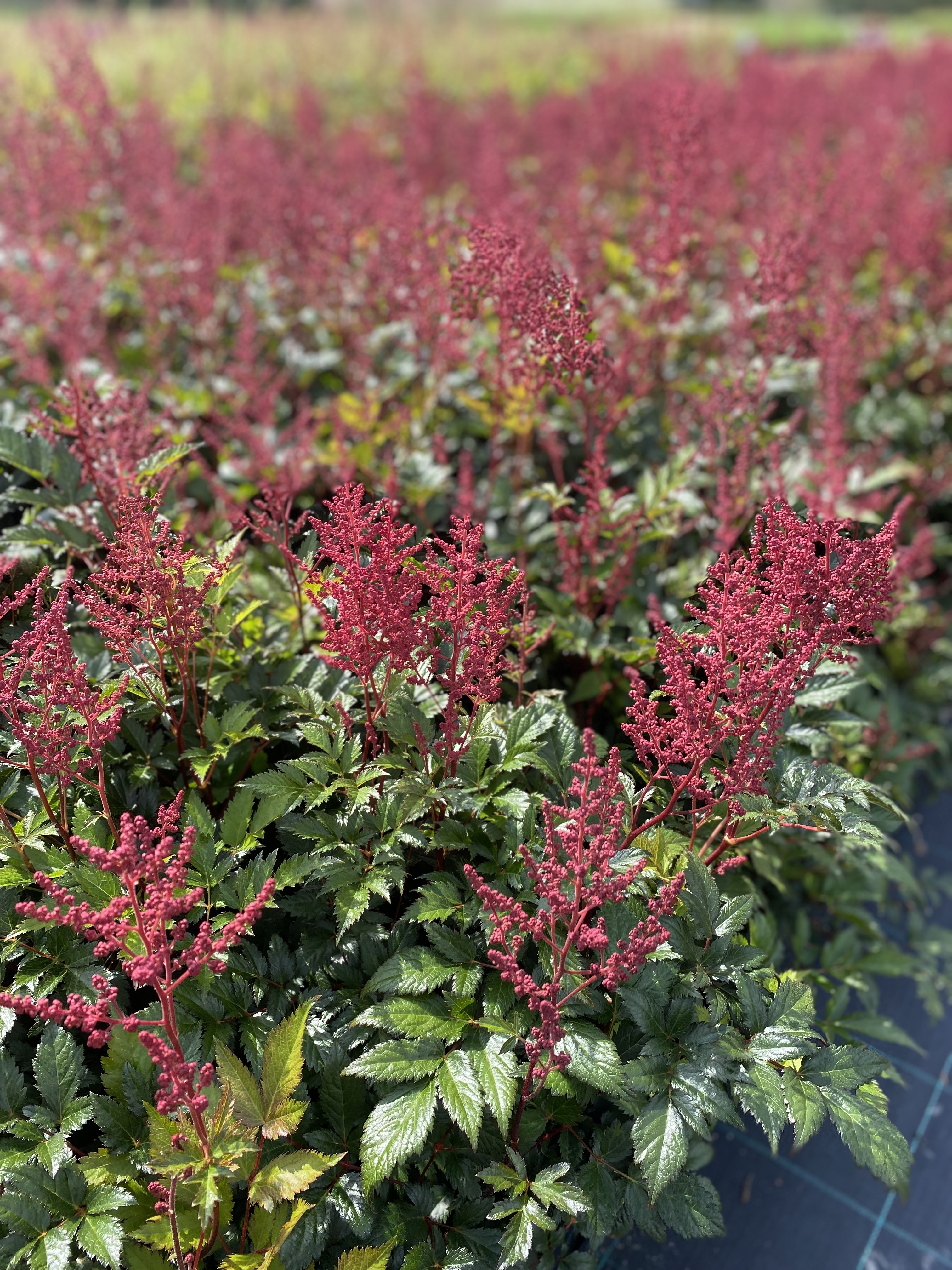 Astilbe