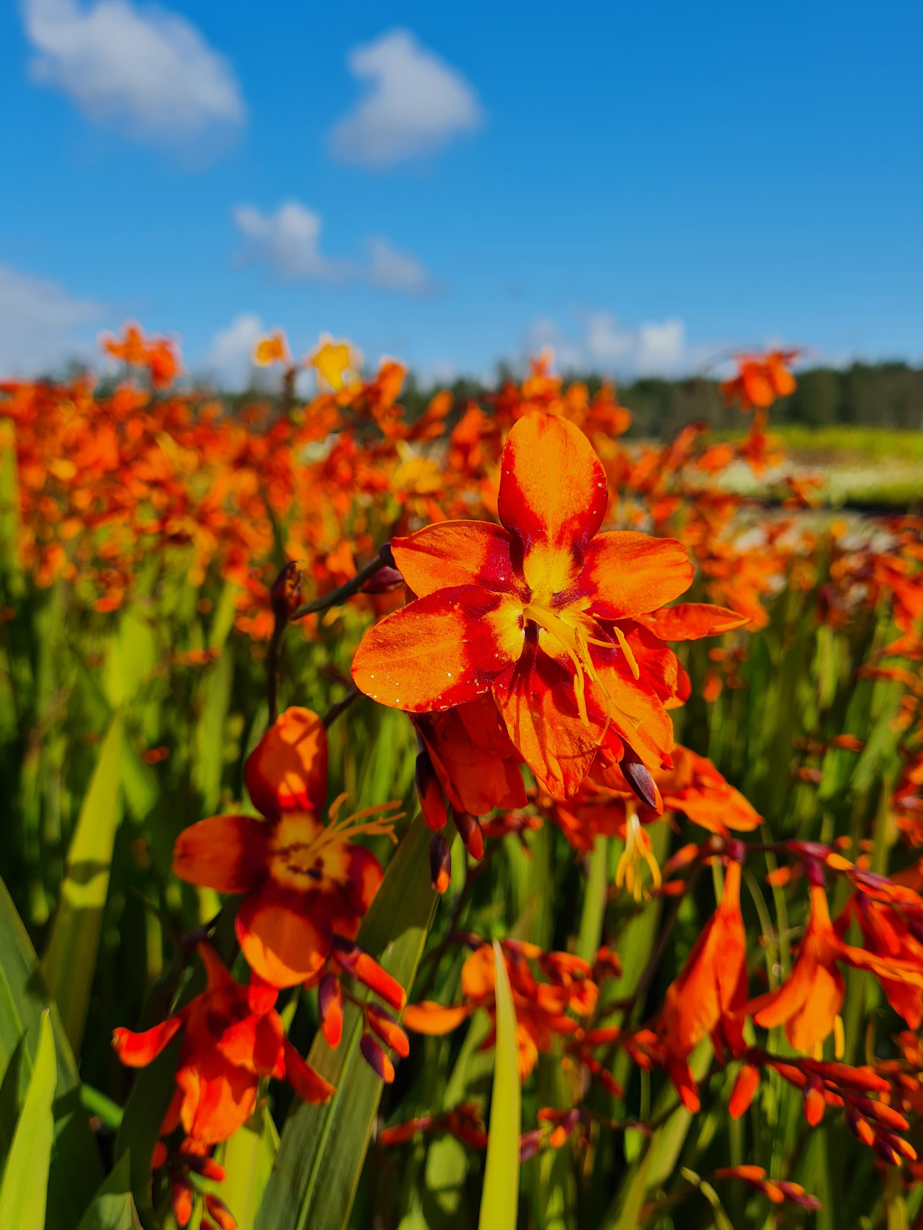 Montbretia