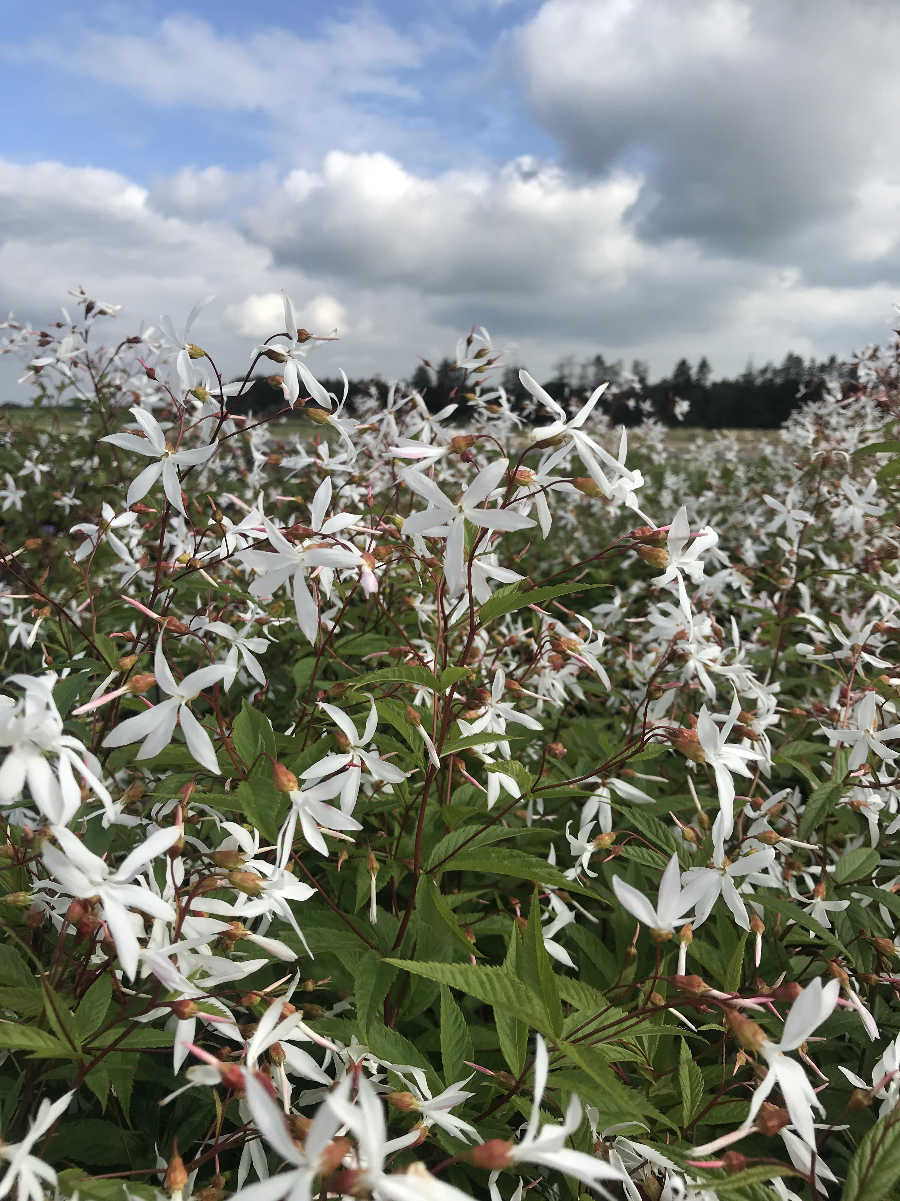 Sommerfugleblomst