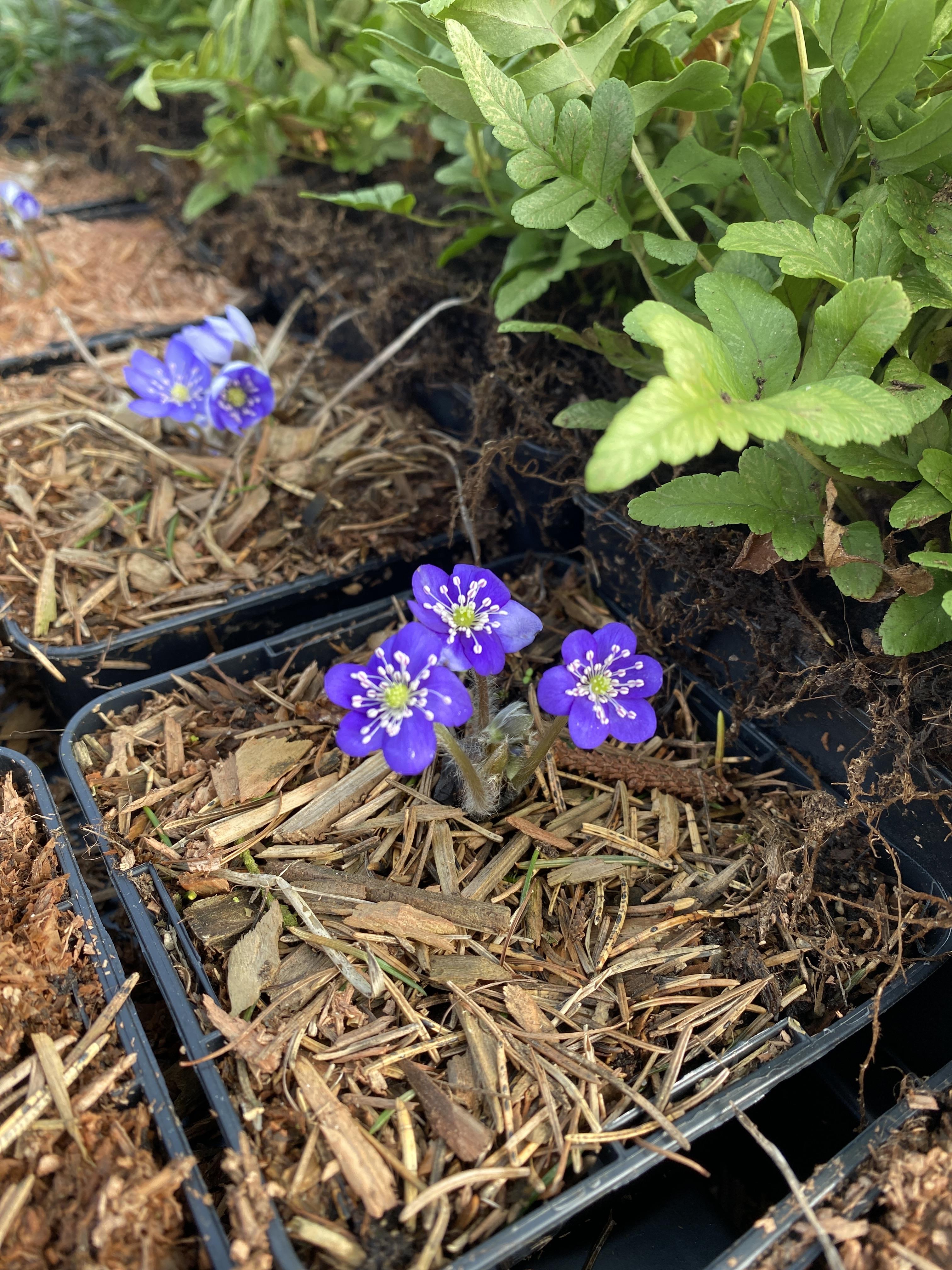 Blå Anemone