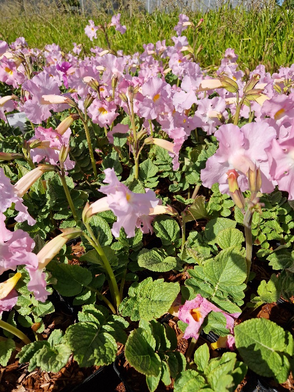 Havegloxinia