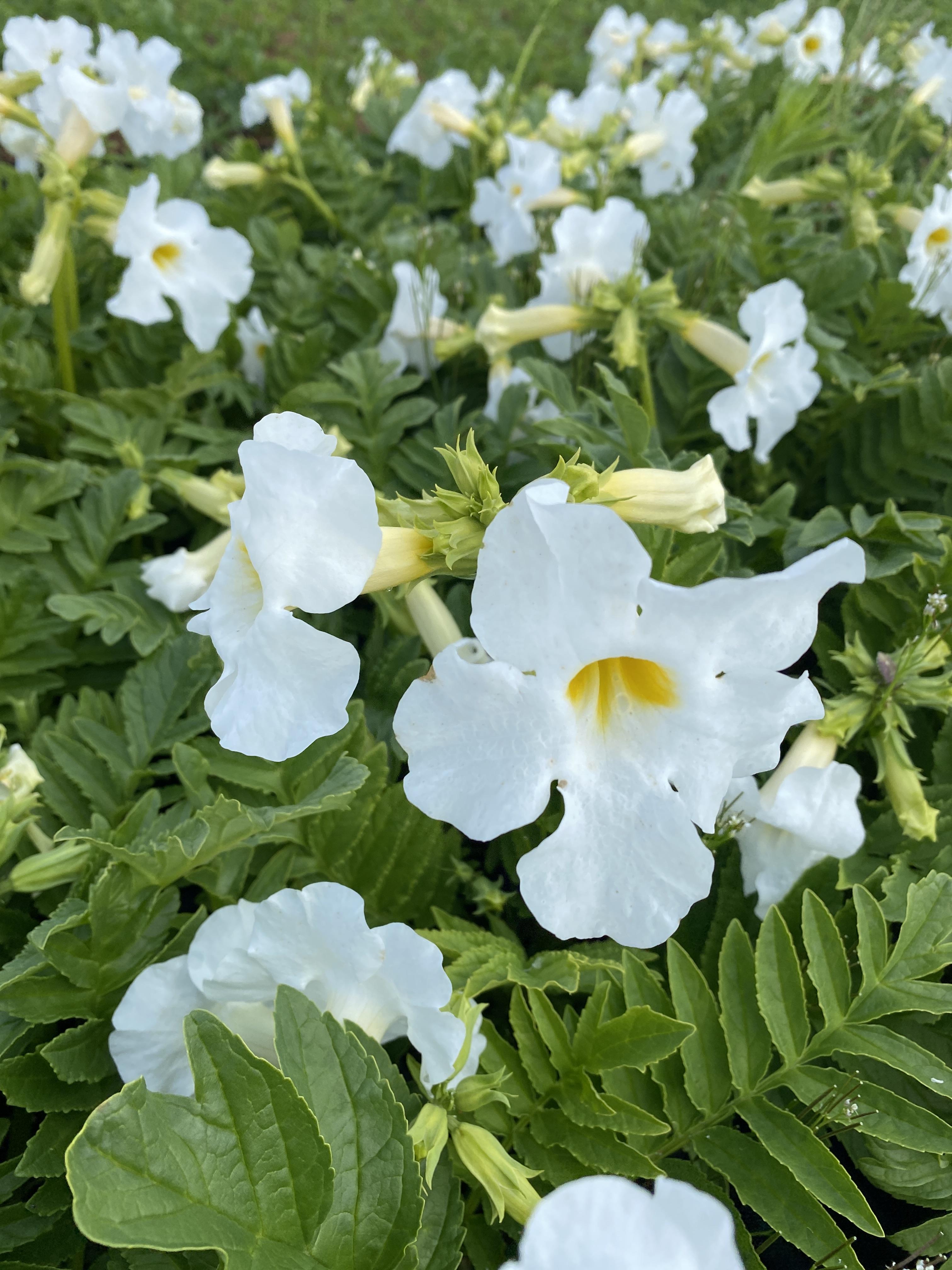 Havegloxinia