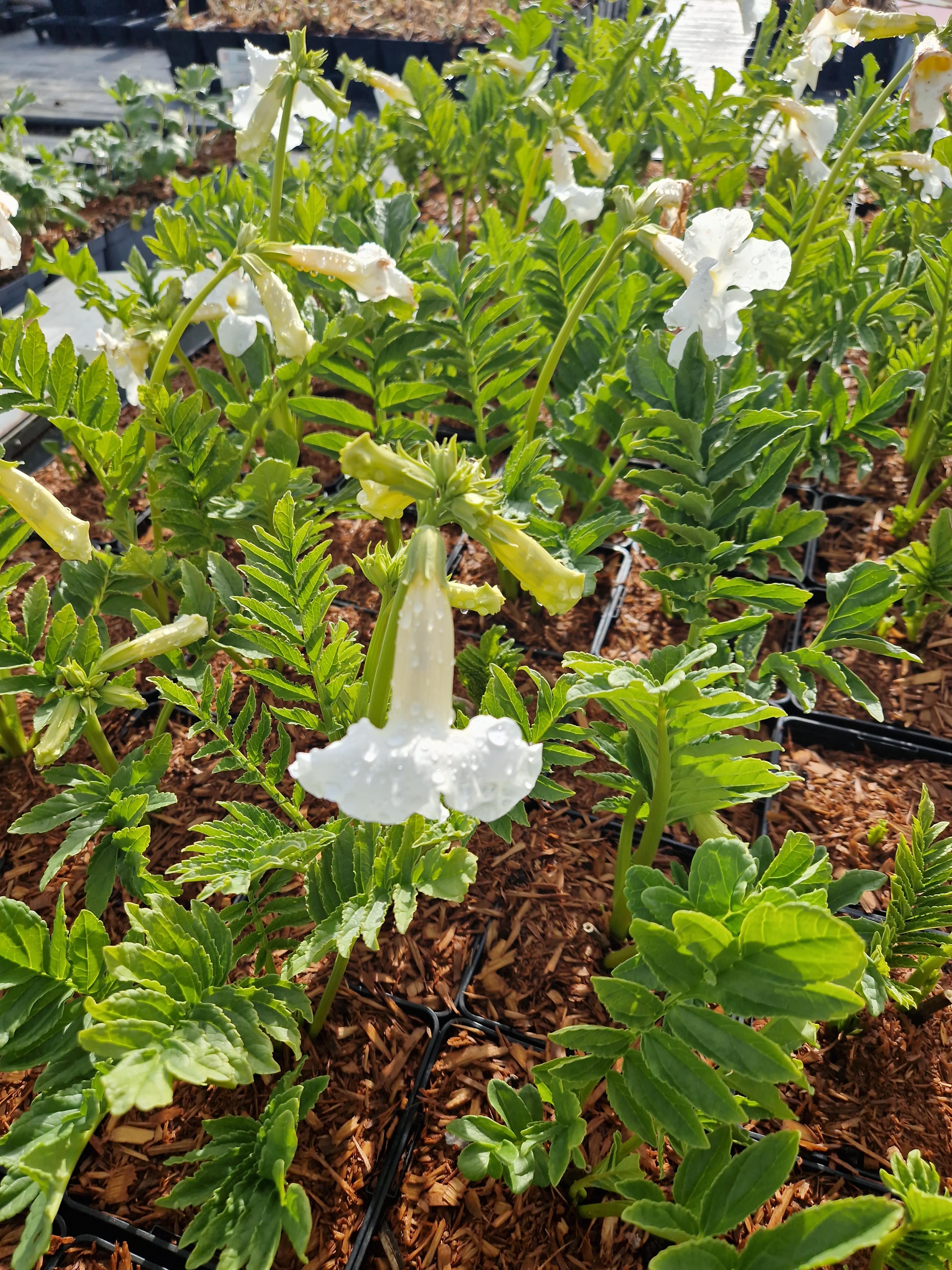 Havegloxinia