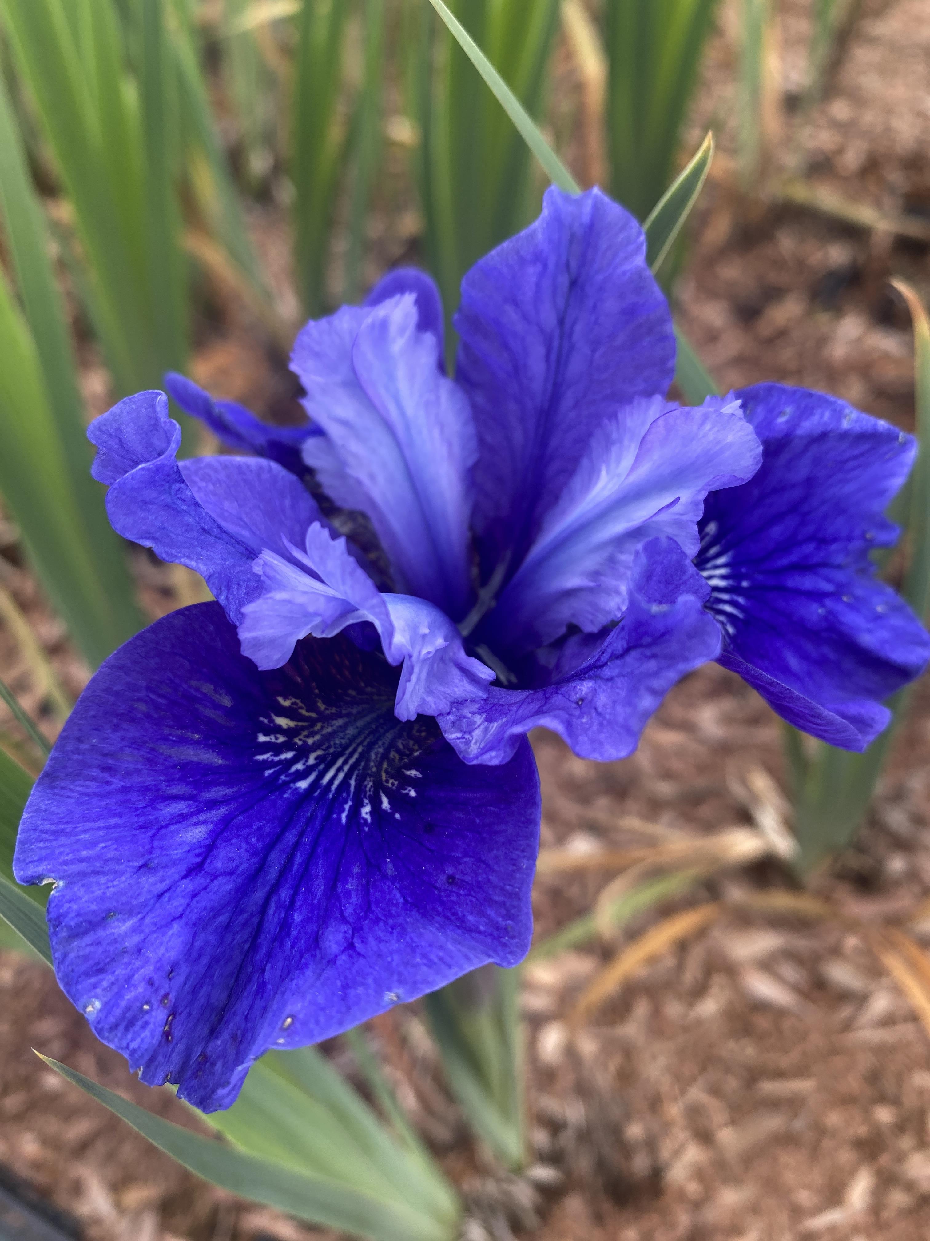 Sibirisk Iris