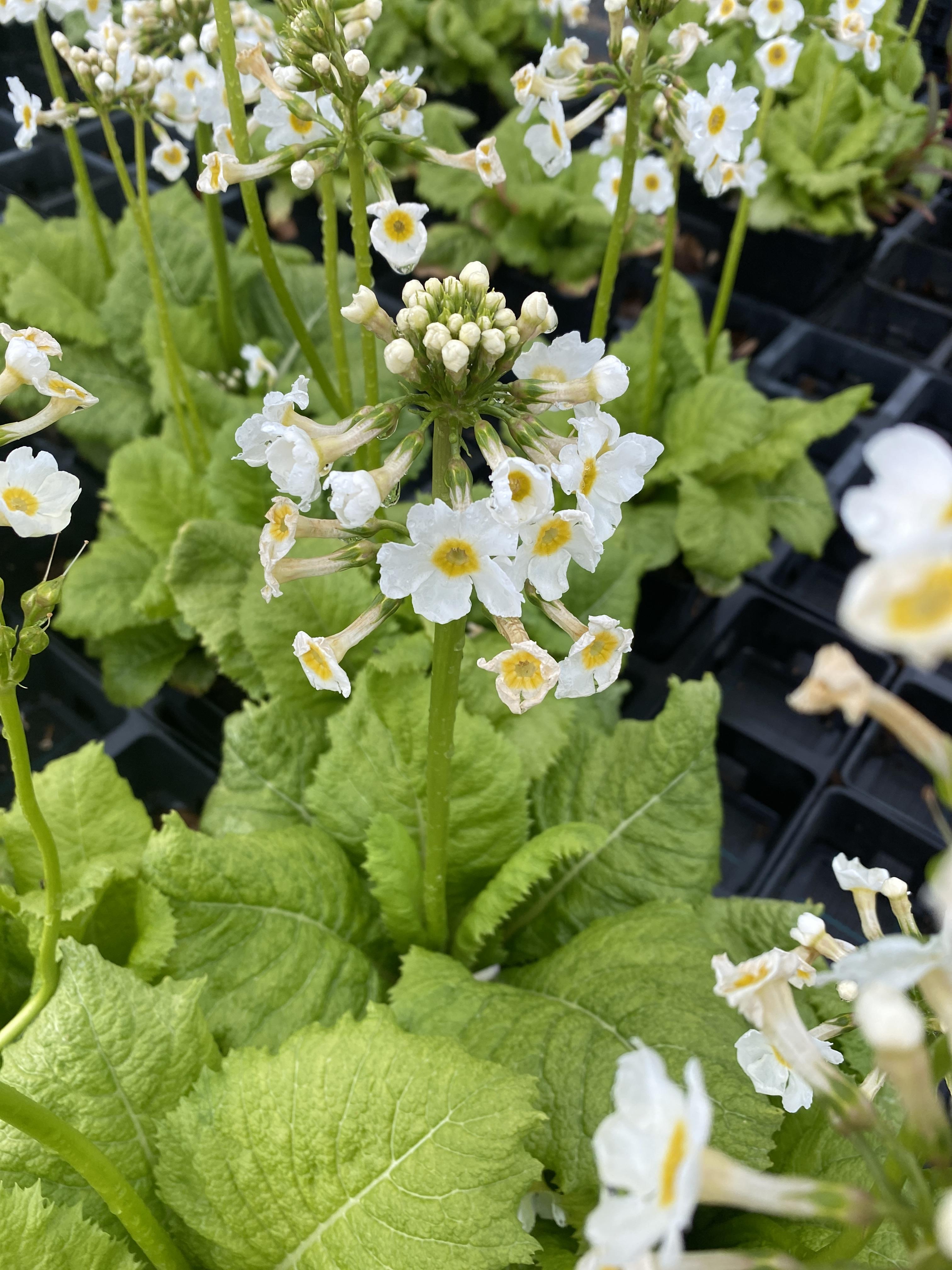 Etageprimula