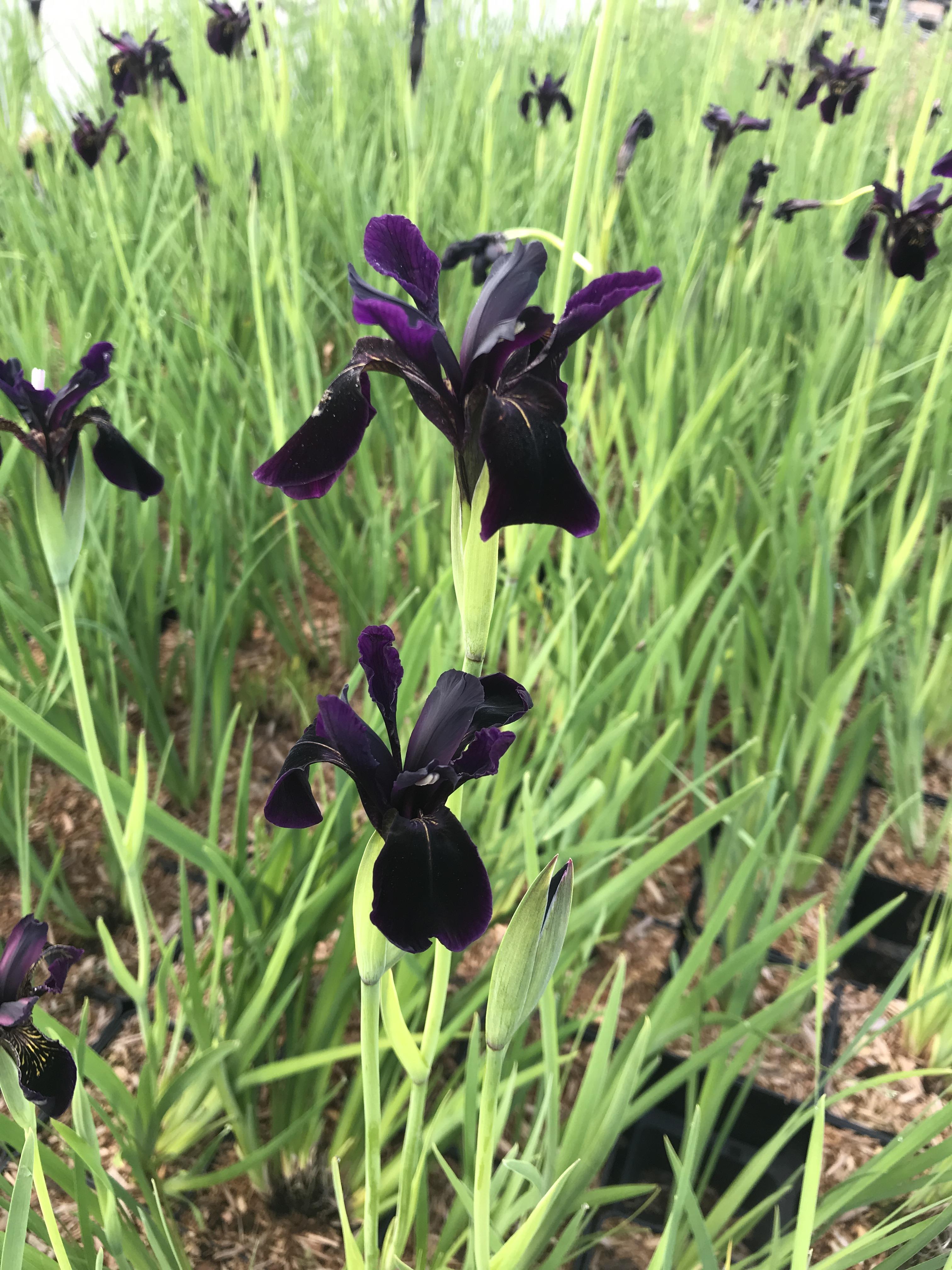 Smalbladet Iris