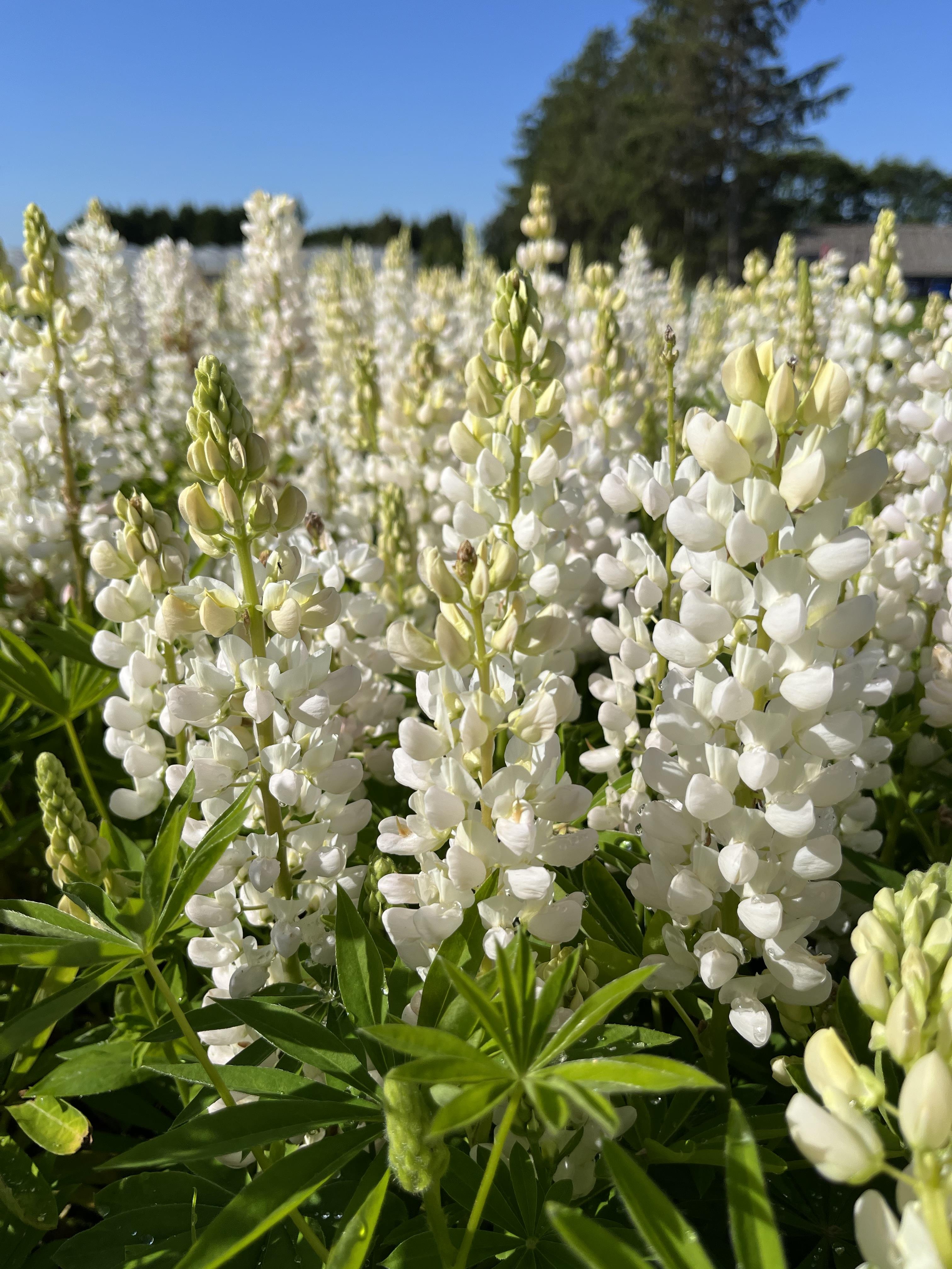 Lupin