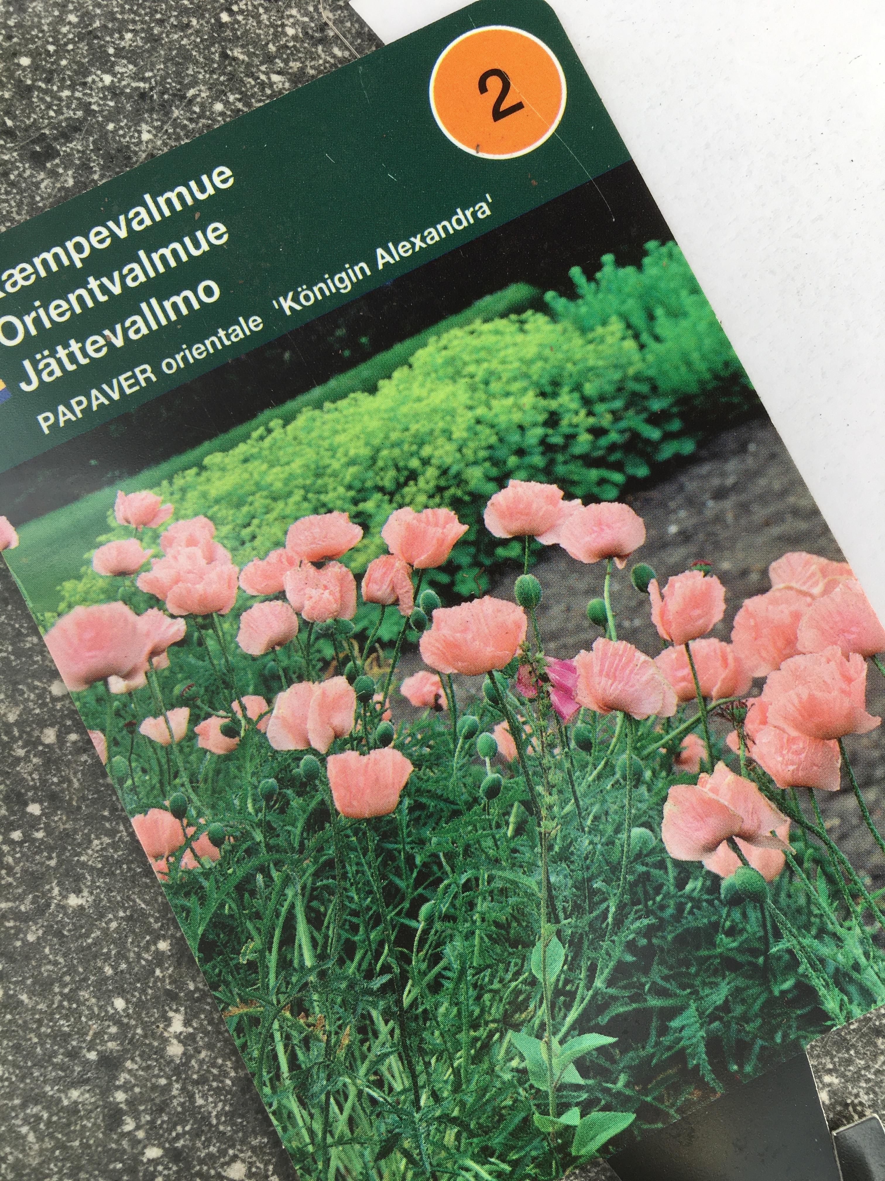 Kæmpevalmue