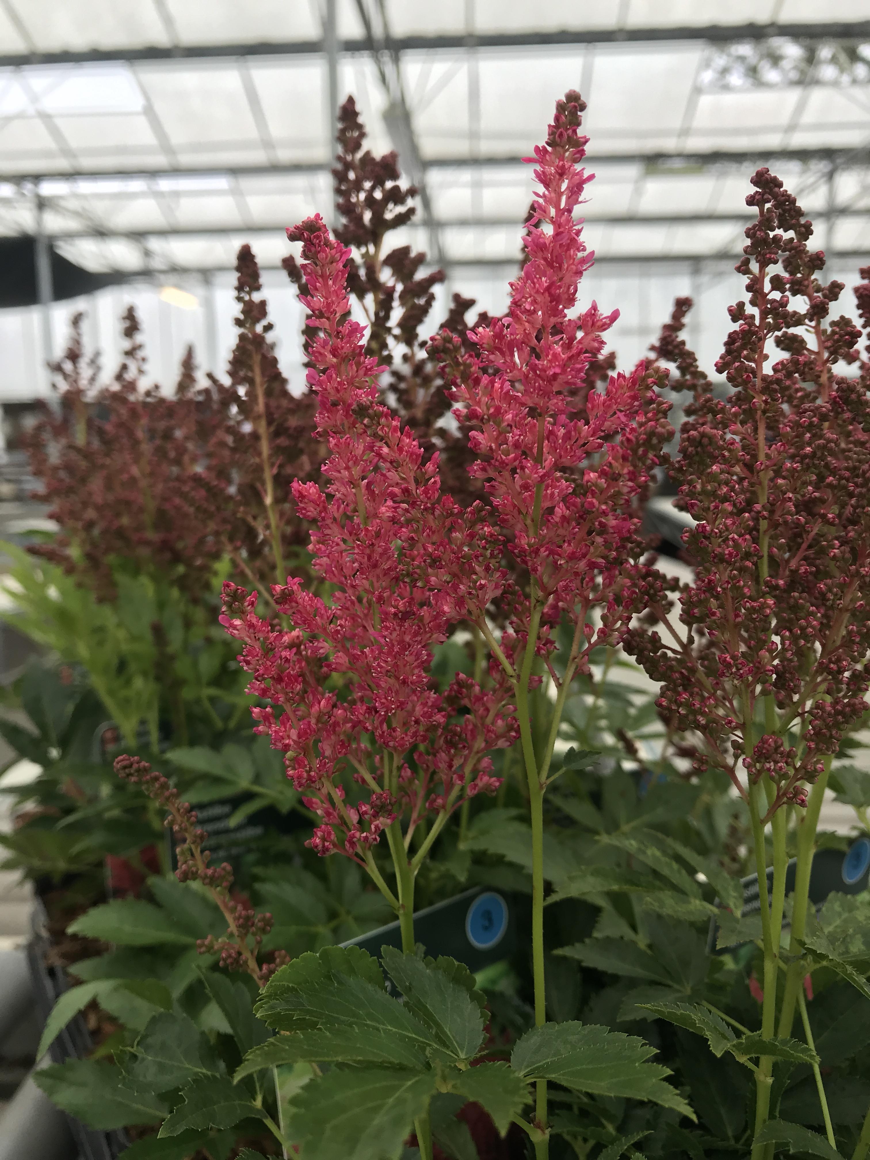 Astilbe