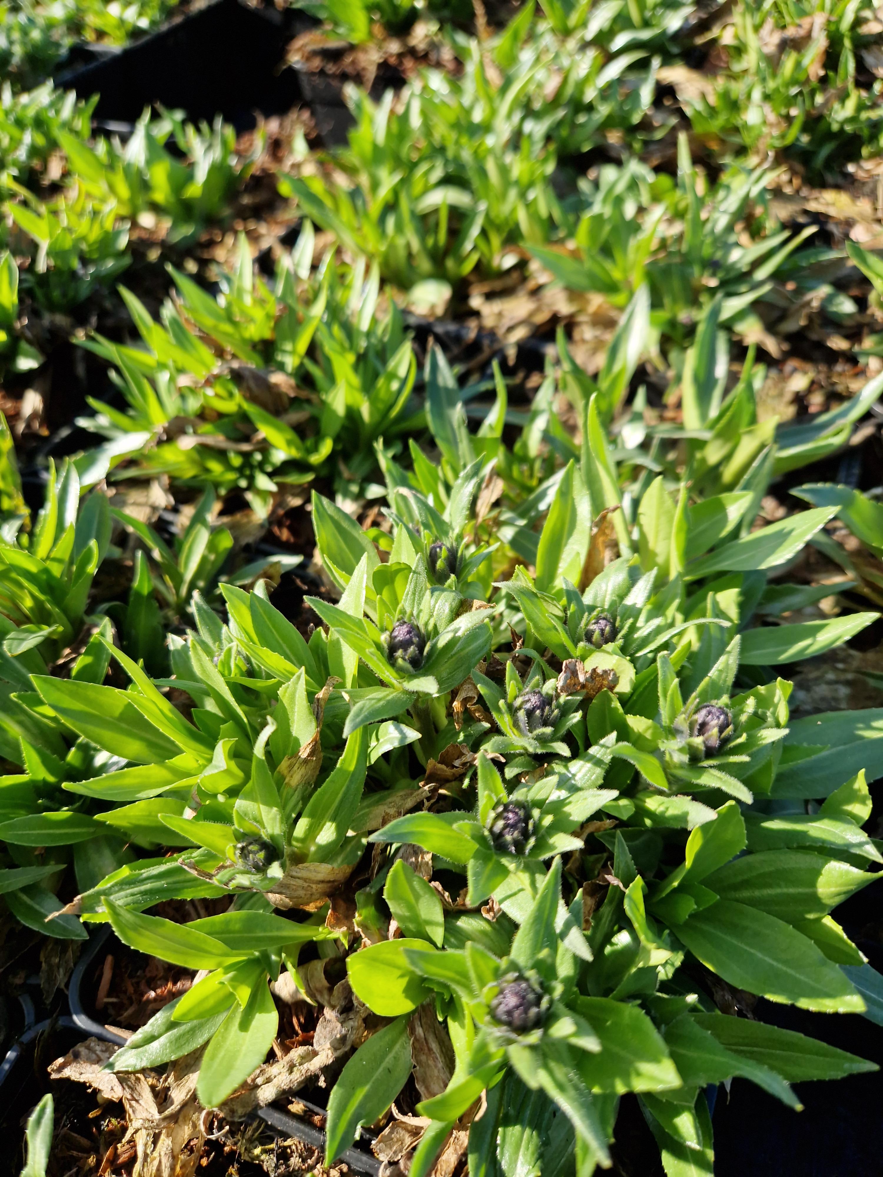 Porcelæns-Ærenpris