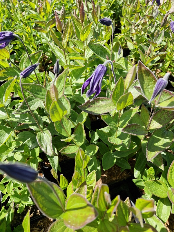 Staudeklematis