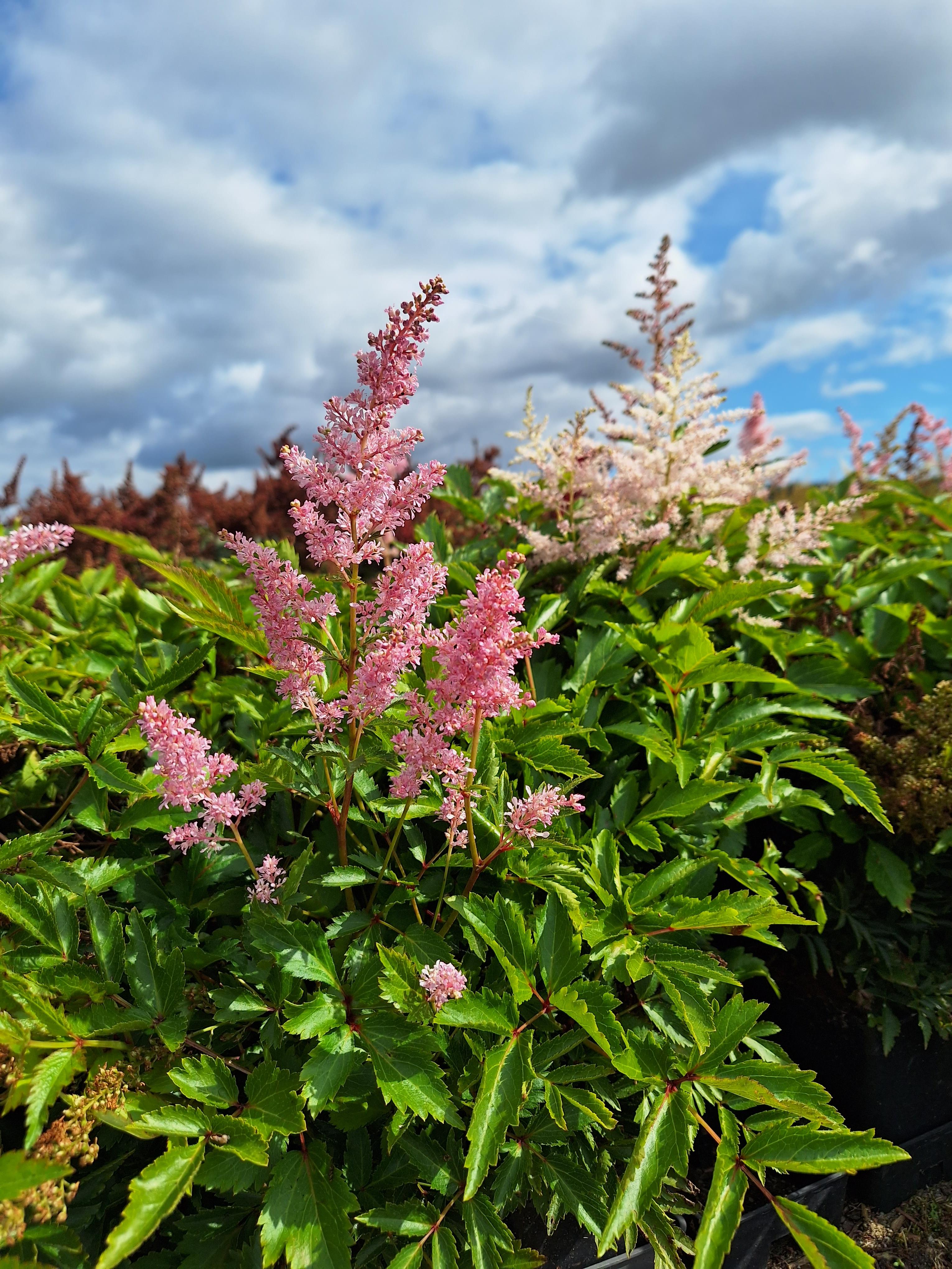 Astilbe