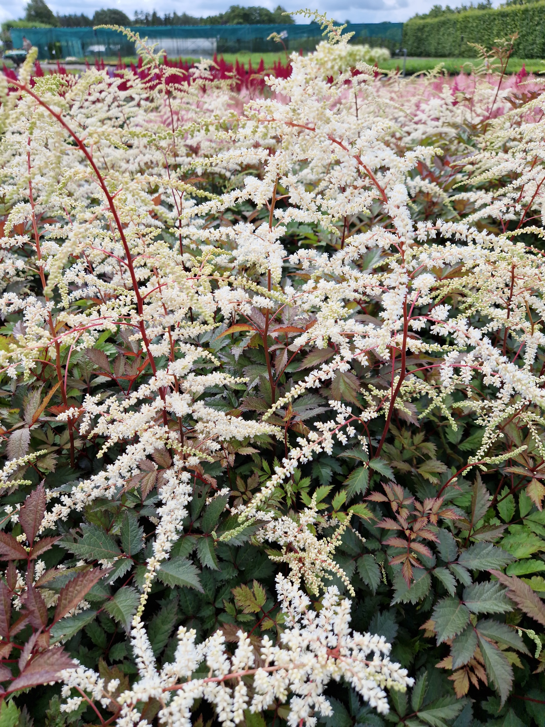 Astilbe