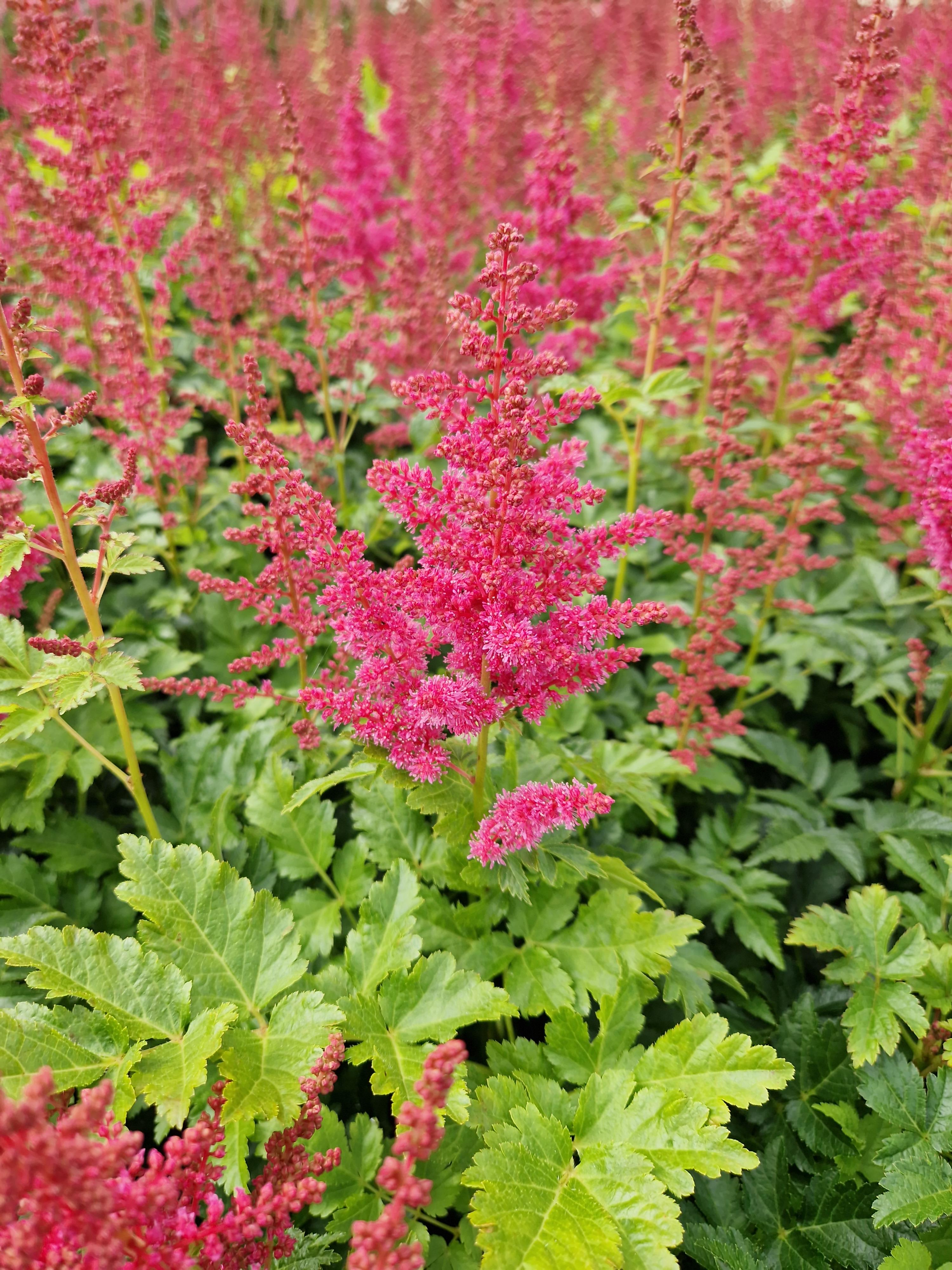 Astilbe