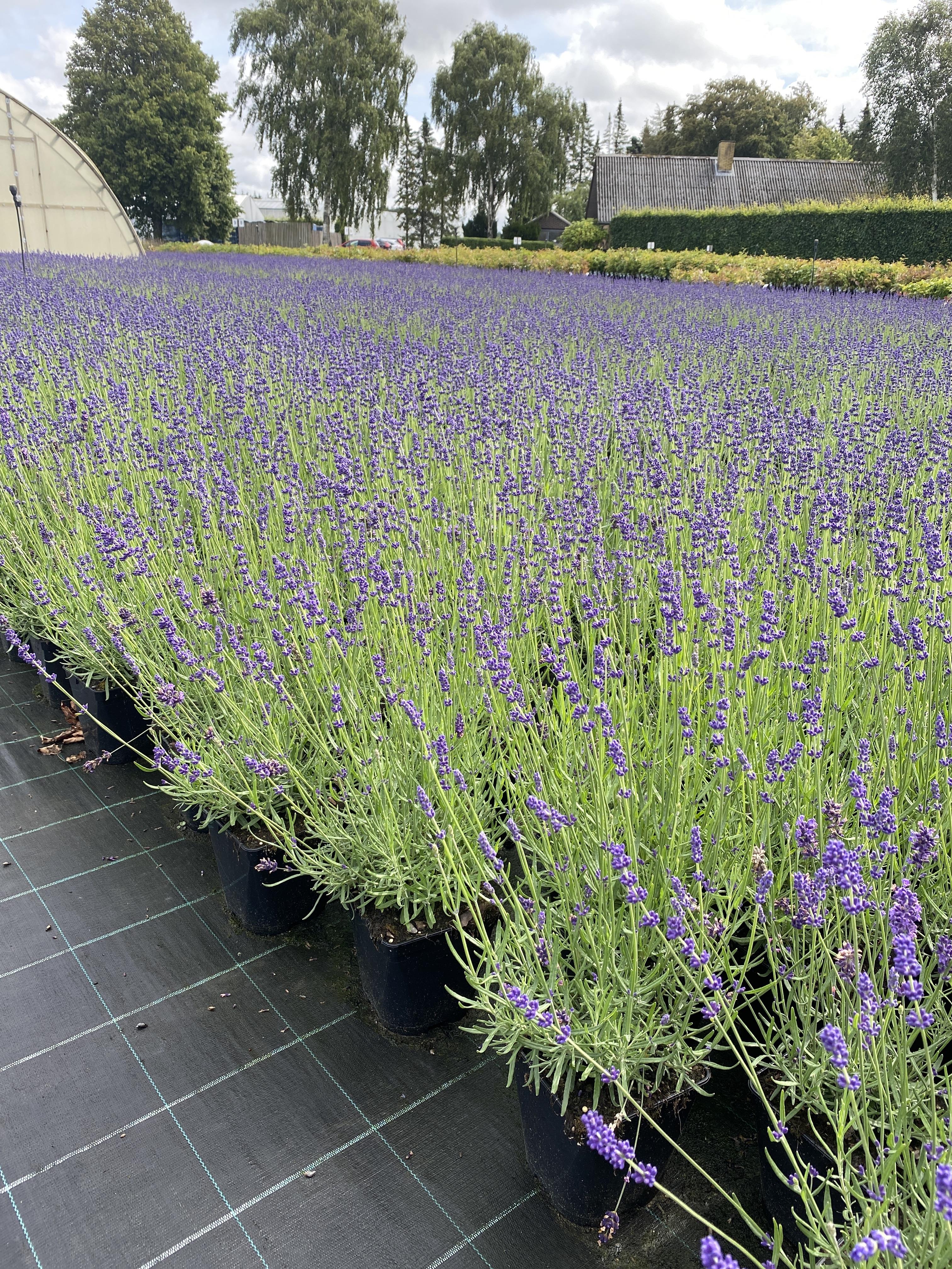 Lavendel