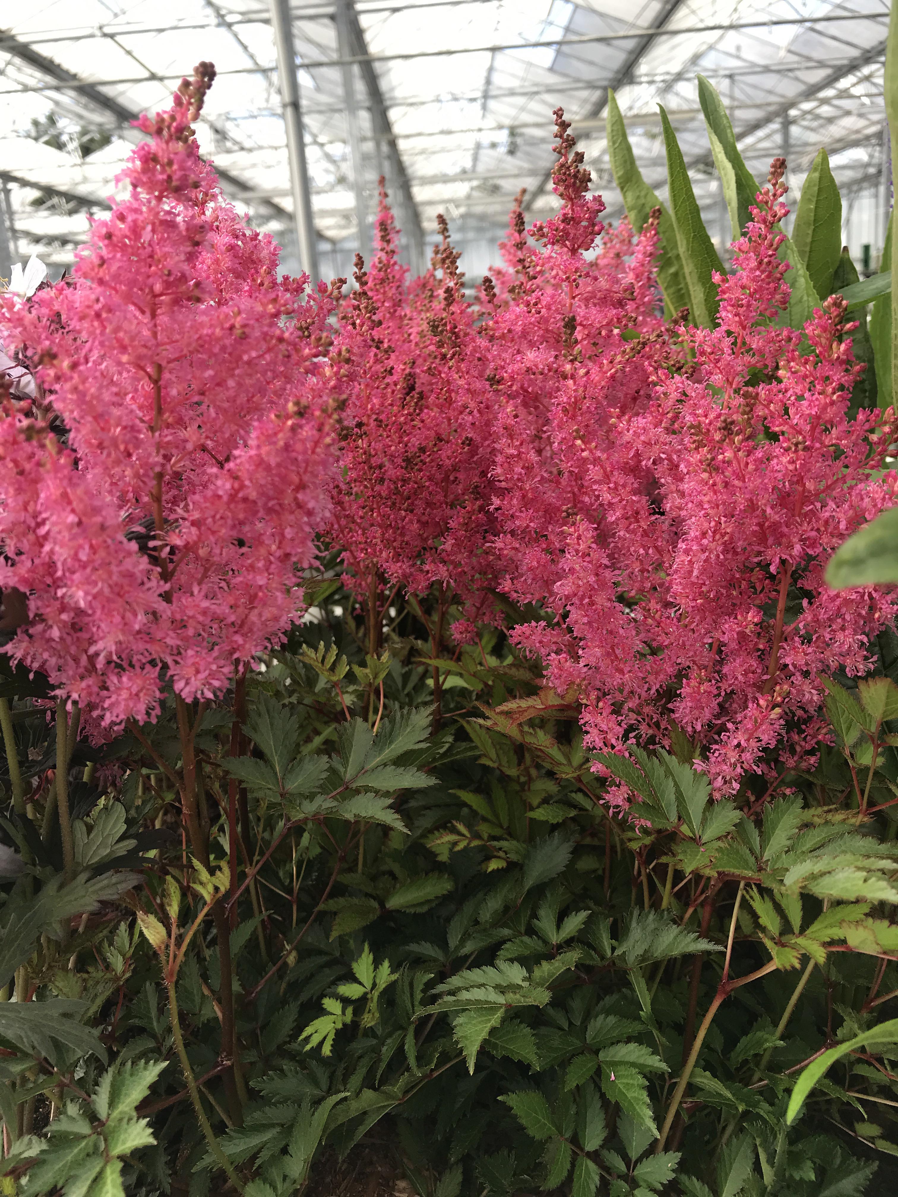 Astilbe