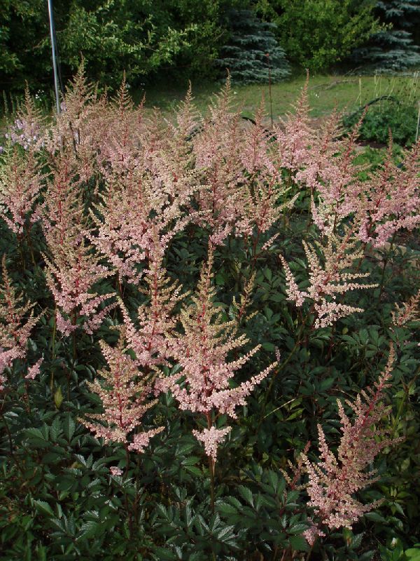 Astilbe