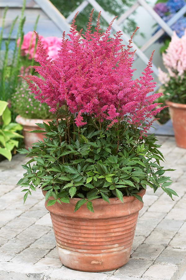 Astilbe