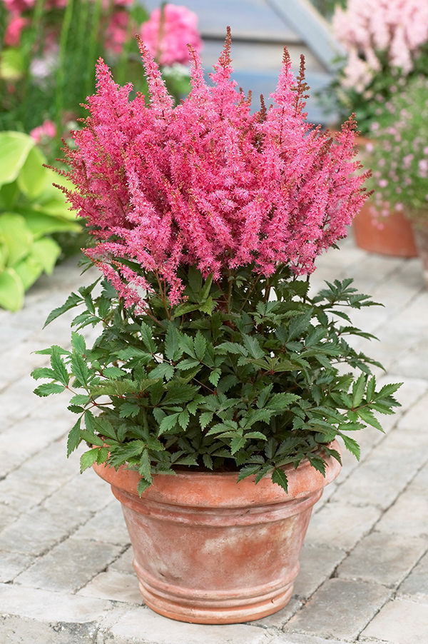 Astilbe