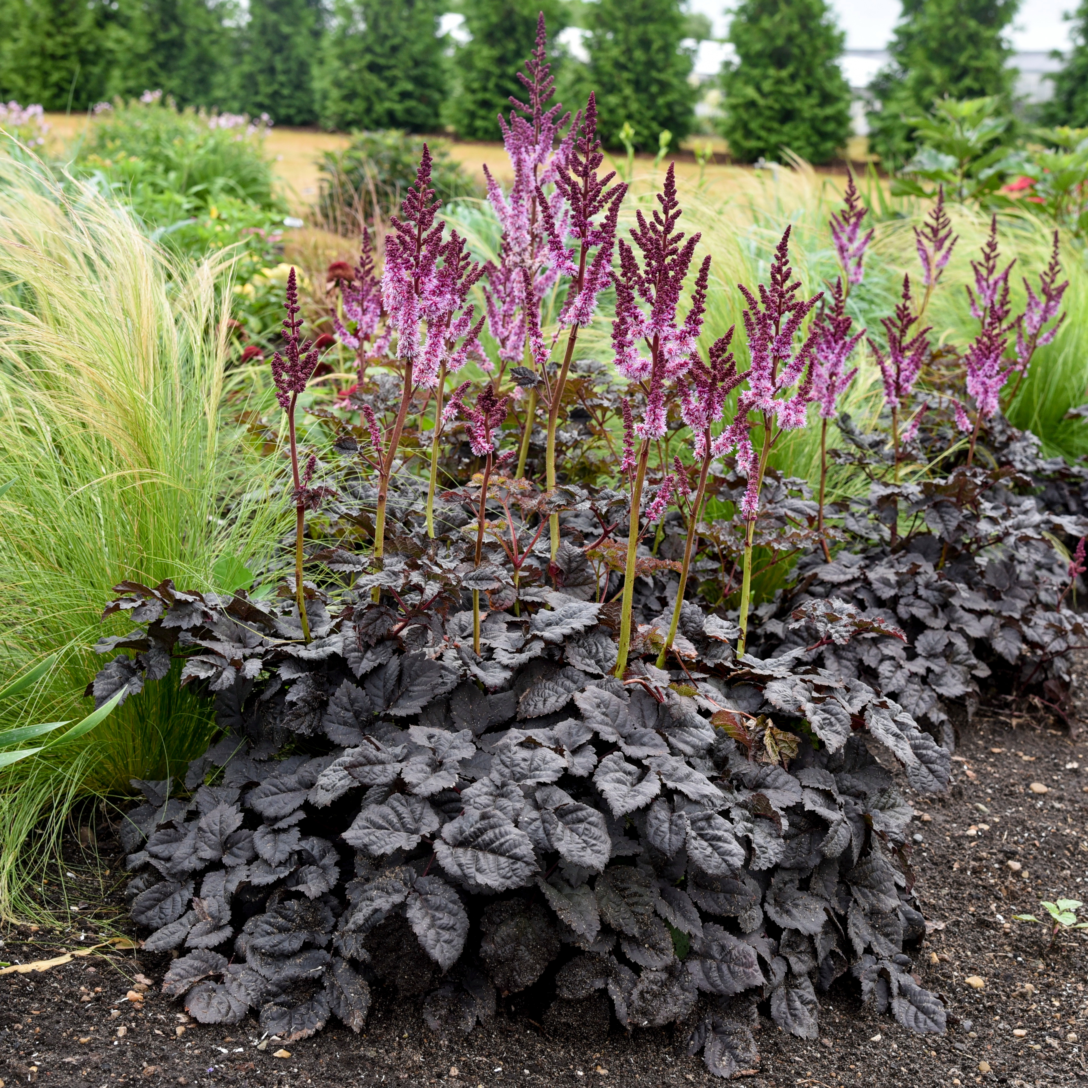 Astilbe