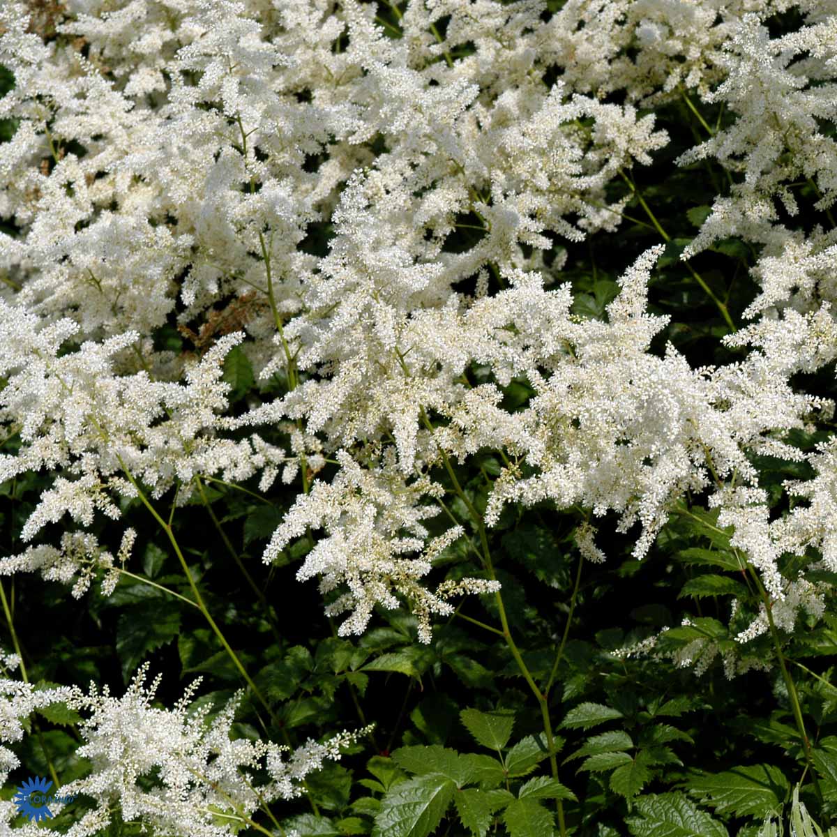 Astilbe