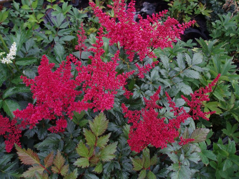 Astilbe