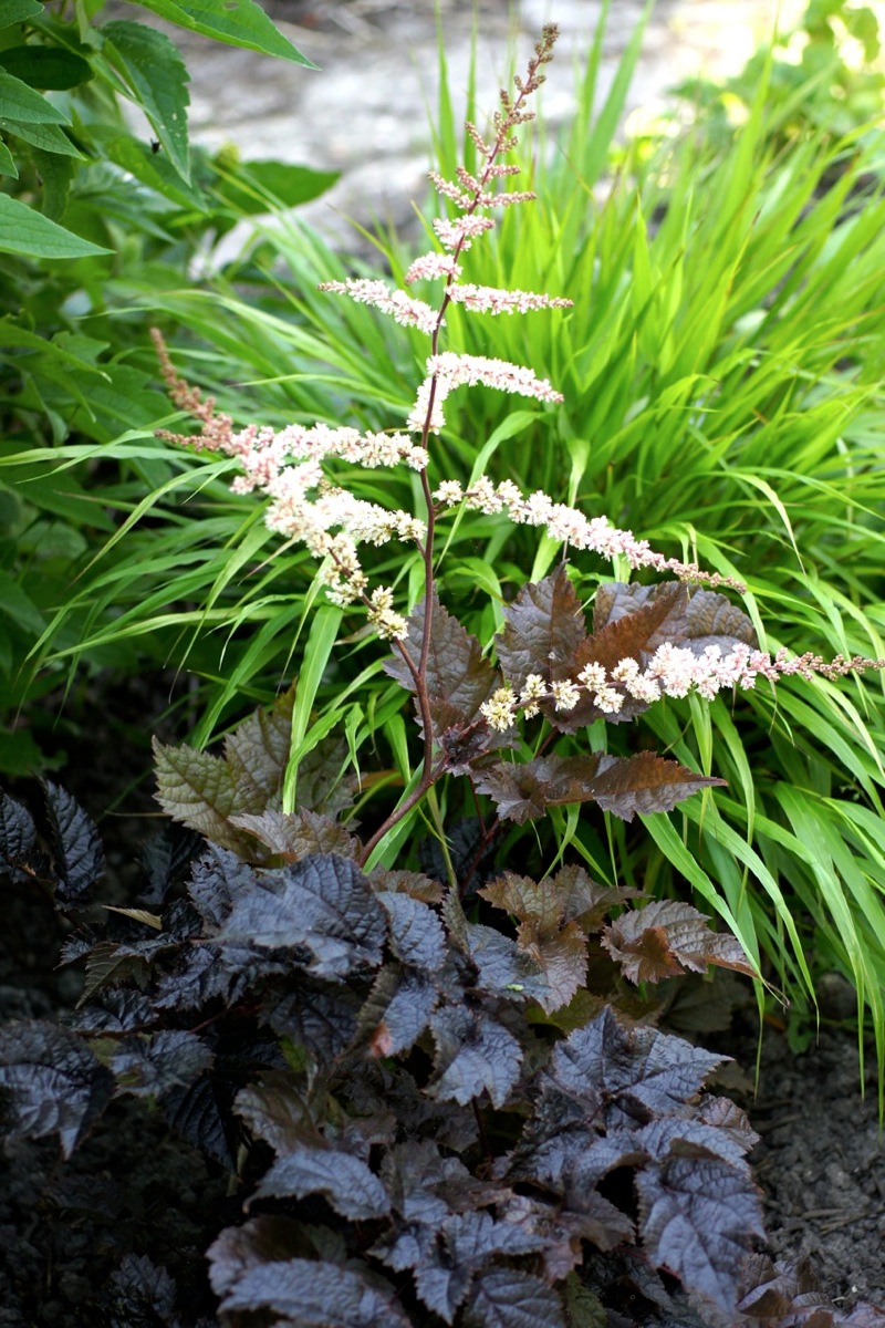 Astilbe