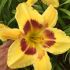 Daglilje-Kæmpe blomster