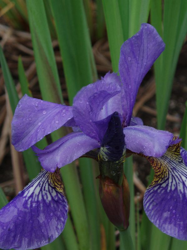 Sibirisk Iris