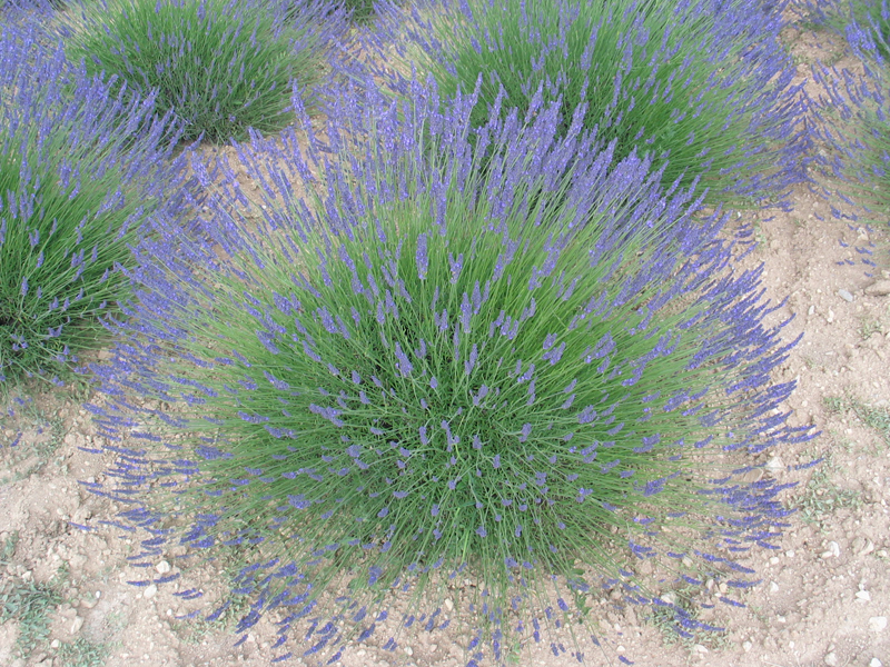 Lavendel