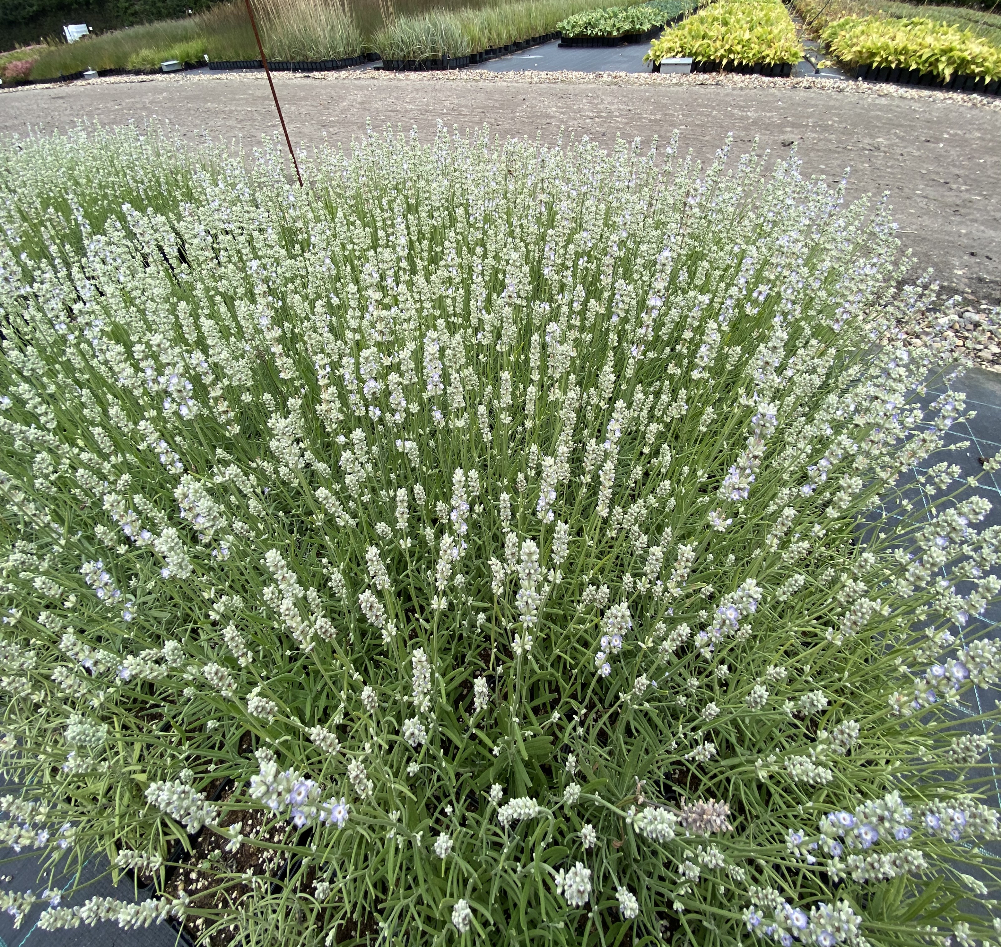 Blåhvid Lavendel