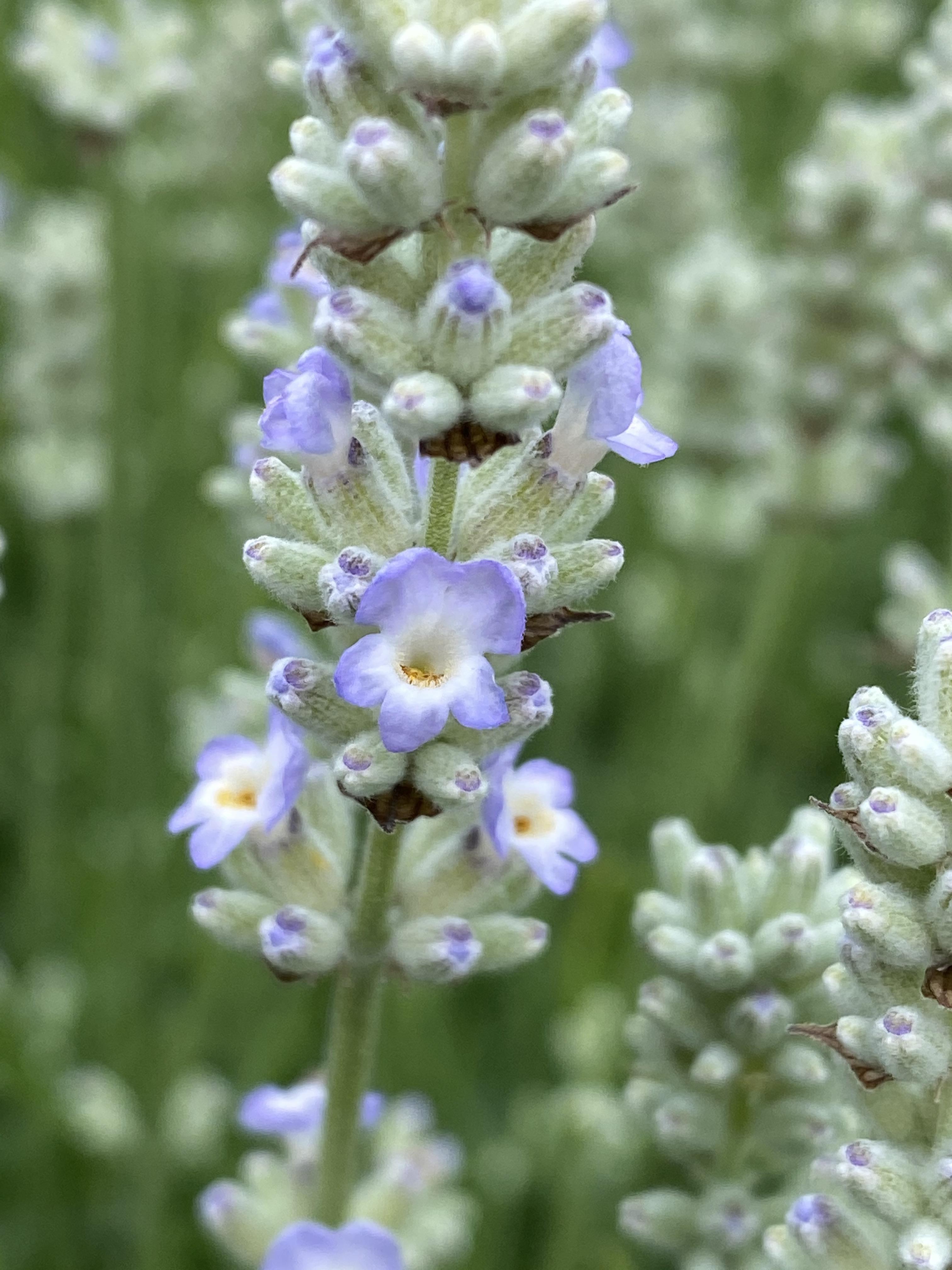 Blåhvid Lavendel