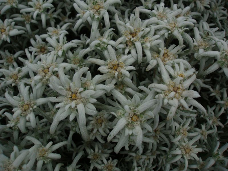 Ægte Edelweiss