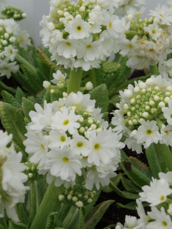 Kugleprimula