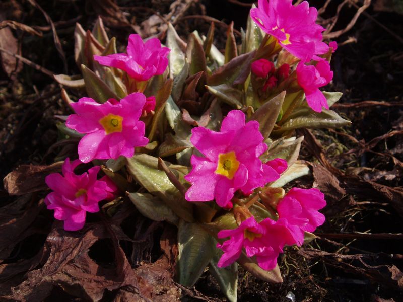 Rosenprimula