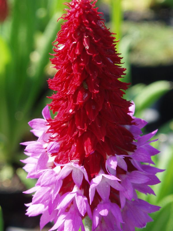 Hyacintprimula