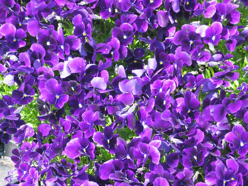 Hornviol